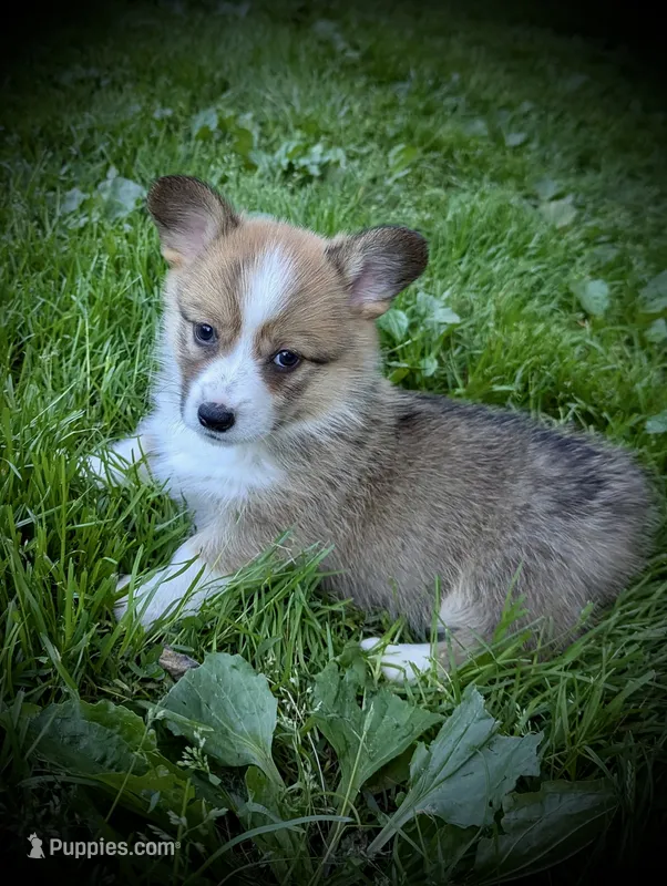 Lilybelle – Pembroke Welsh Corgi puppy for sale in Free Union, VA