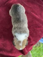 Tilly, a female Pembroke Welsh Corgi for sale in Free Union, VA – 8 of 8