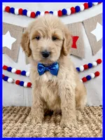 Jase, a male Goldendoodle for sale in Star City, AR – 1 of 3