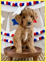 Annsleigh, a female Miniature Goldendoodle for sale in Star City, AR – 2 of 2