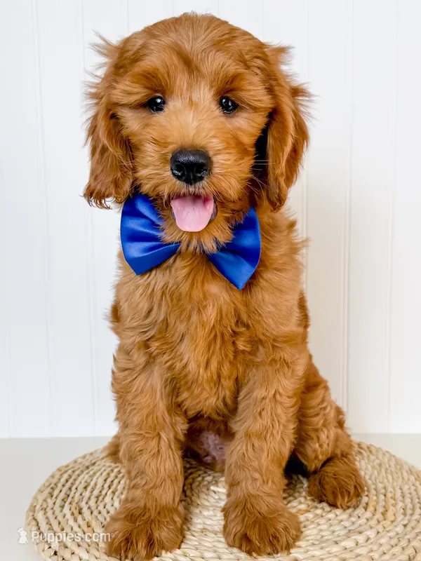 Arlie – Miniature Goldendoodle puppy on hold in Star City, AR