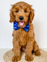 Arlie, a male Miniature Goldendoodle for sale in Star City, AR – 1 of 5
