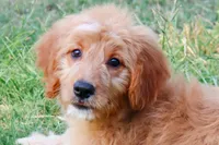 Birdie, a female Miniature Goldendoodle for sale in Star City, AR – 2 of 4