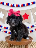 Lola, a female Miniature Goldendoodle for sale in Star City, AR – 2 of 2