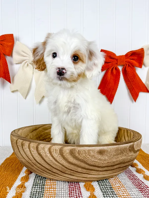 Gill – Cavapoo puppy for sale in Star City, AR