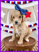 Addie, a female Miniature Goldendoodle for sale in Star City, AR – 2 of 2