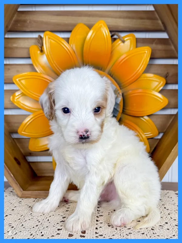 Gill – Cavapoo puppy for sale in Star City, AR