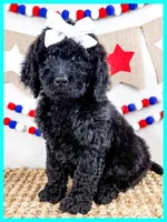 Jersey, a female Goldendoodle for sale in Star City, AR – 3 of 3