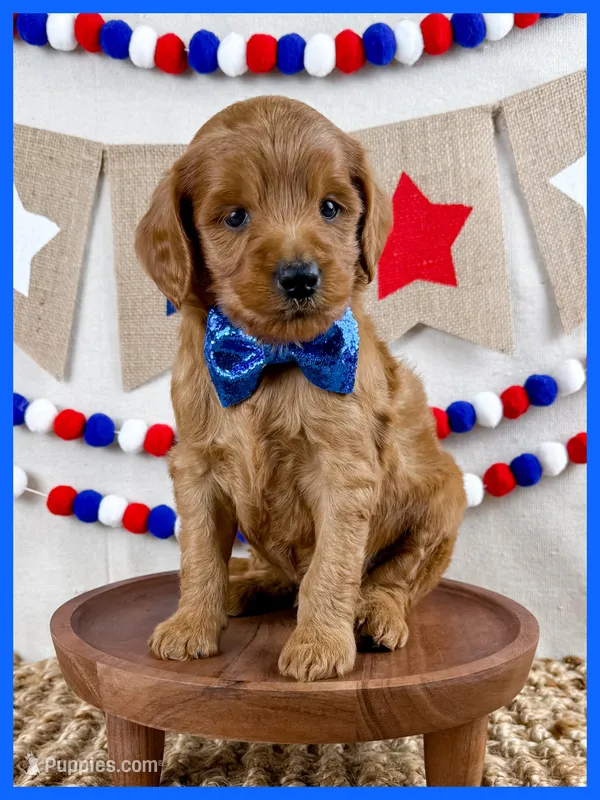 Arlie – Miniature Goldendoodle puppy for sale in Star City, AR