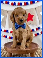 Arlie, a male Miniature Goldendoodle for sale in Star City, AR – 1 of 2