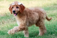 Birdie, a female Miniature Goldendoodle for sale in Star City, AR – 3 of 4