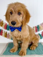 Otto, a male Miniature Goldendoodle for sale in Star City, AR – 2 of 2