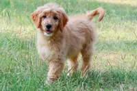 Birdie, a female Miniature Goldendoodle for sale in Star City, AR – 4 of 4