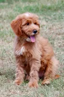 Buddy, a male Miniature Goldendoodle for sale in Star City, AR – 4 of 5