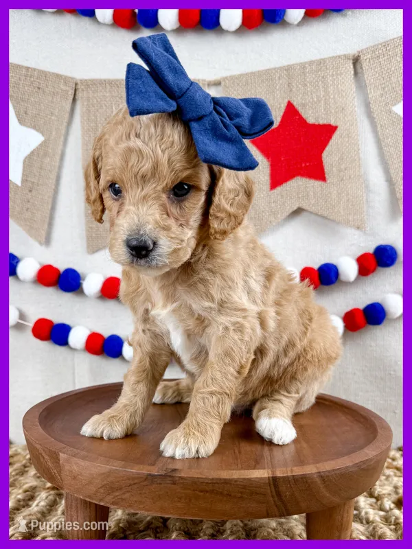 Addie – Miniature Goldendoodle puppy for sale in Star City, AR