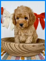Tugg, a male Cockapoo for sale in Star City, AR – 2 of 2