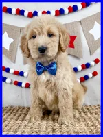 Jase, a male Goldendoodle for sale in Star City, AR – 3 of 3