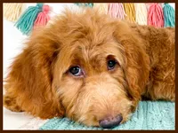Ollie, a male Miniature Goldendoodle for sale in Star City, AR – 3 of 3