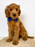 Arlie, a male Miniature Goldendoodle for sale in Star City, AR – 3 of 5