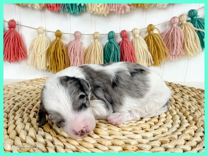 Gretchen – Cavapoo puppy for sale in Star City, AR