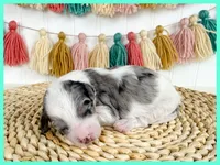 Gretchen, a female Cavapoo for sale in Star City, AR – 1 of 1