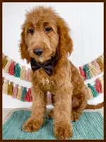 Ollie, a male Miniature Goldendoodle for sale in Star City, AR – 2 of 3
