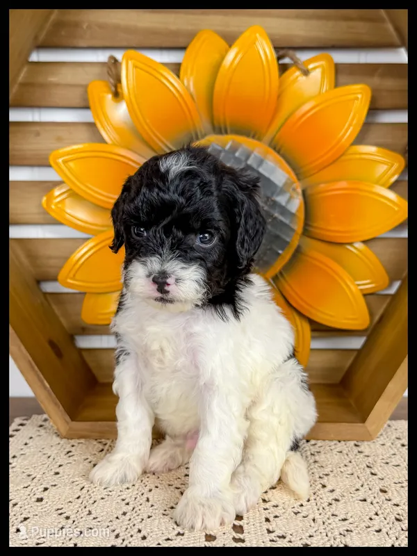 Gabe – Cavapoo puppy for sale in Star City, AR
