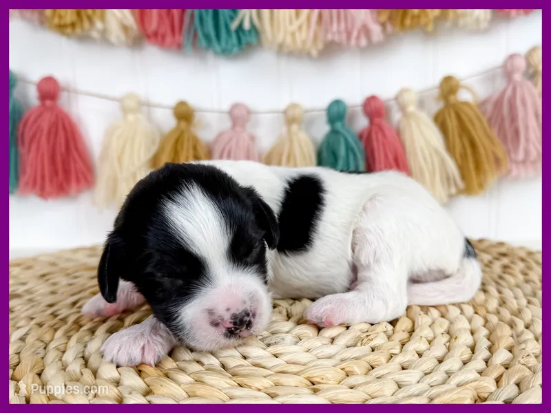 Georgia – Cavapoo puppy for sale in Star City, AR