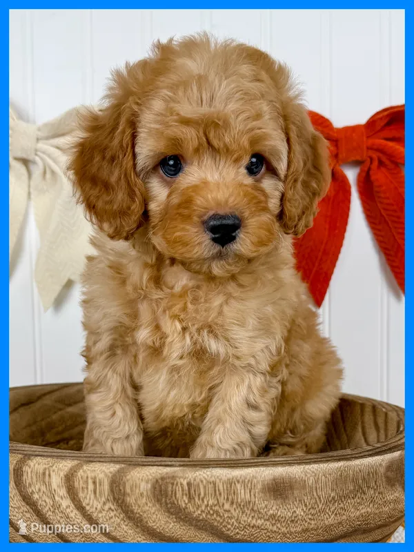 Tugg – Cockapoo puppy for sale in Star City, AR
