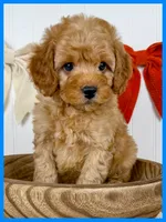 Tugg, a male Cockapoo for sale in Star City, AR – 1 of 2