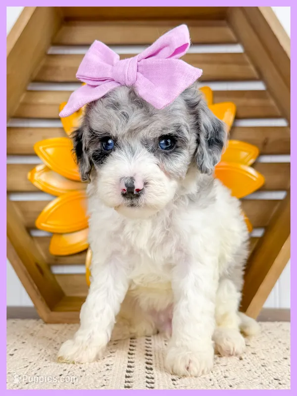 Ginny – Cavapoo puppy for sale in Star City, AR