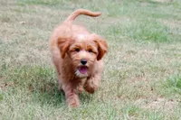 Buddy, a male Miniature Goldendoodle for sale in Star City, AR – 3 of 5