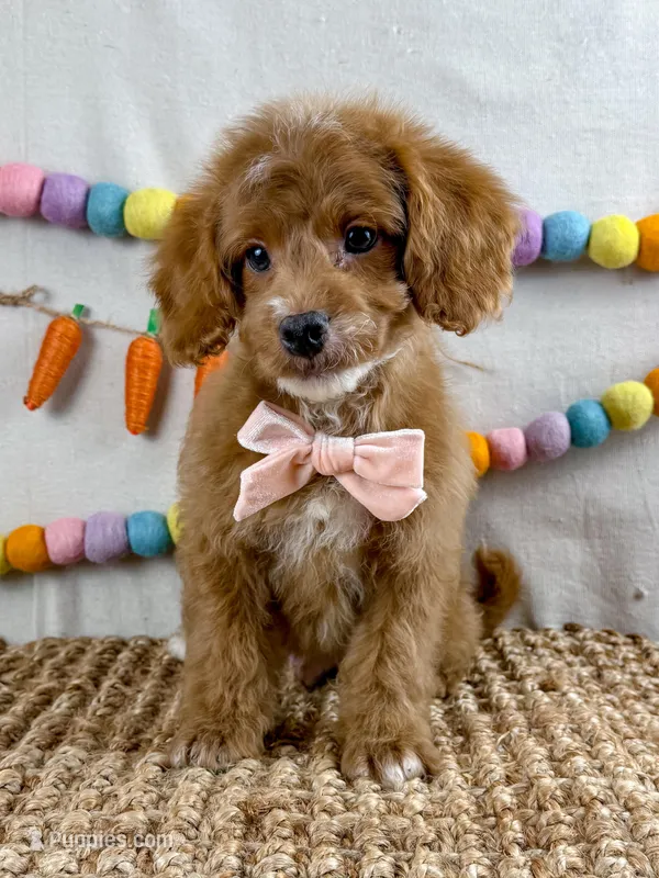 Tadd – Cockapoo puppy for sale in Star City, AR