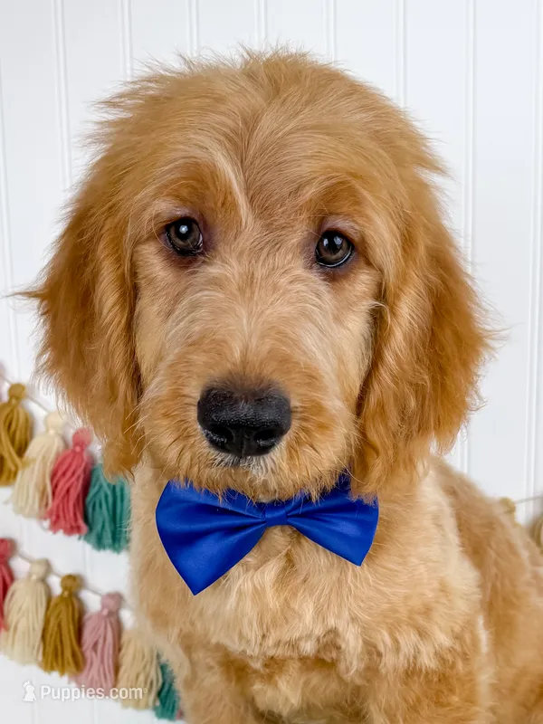Otto – Miniature Goldendoodle puppy for sale in Star City, AR