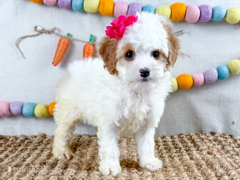 Darla – Cavapoo puppy for sale in Star City, AR