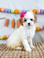 Darla, a female Cavapoo for sale in Star City, AR – Photo 3 of 3