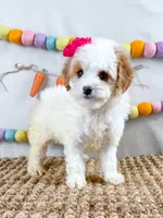 Darla, a female Cavapoo for sale in Star City, AR – Photo 2 of 3