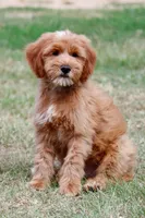 Buddy, a male Miniature Goldendoodle for sale in Star City, AR – 5 of 5