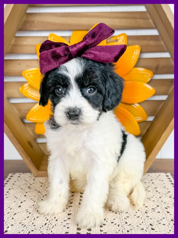Georgia – Cavapoo puppy for sale in Star City, AR