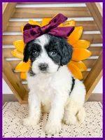 Georgia, a female Cavapoo for sale in Star City, AR – 3 of 5
