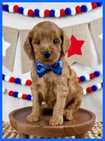 Arlie, a male Miniature Goldendoodle for sale in Star City, AR – 2 of 2