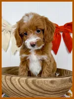 Tully, a female Cockapoo for sale in Star City, AR – 2 of 2