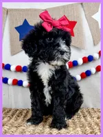 Josie, a female Goldendoodle for sale in Star City, AR – 3 of 3