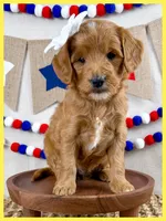 Annsleigh, a female Miniature Goldendoodle for sale in Star City, AR – 1 of 2