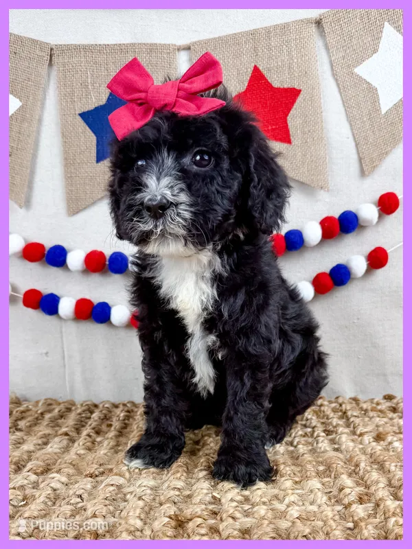 Josie – Goldendoodle puppy for sale in Star City, AR