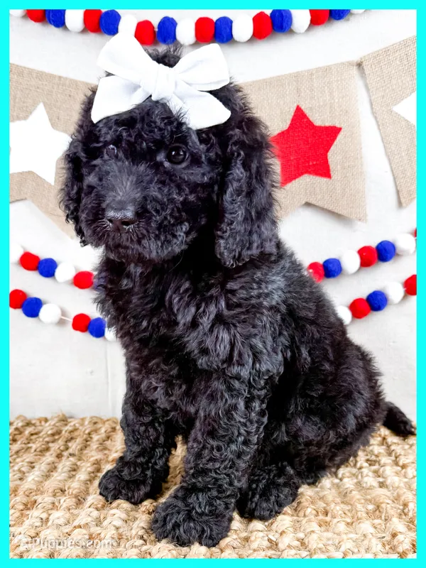 Jersey – Goldendoodle puppy for sale in Star City, AR