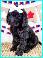 Jersey, a female Goldendoodle for sale in Star City, AR – 1 of 3