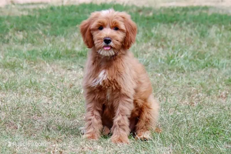 Buddy – Miniature Goldendoodle puppy for sale in Star City, AR