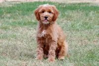 Buddy, a male Miniature Goldendoodle for sale in Star City, AR – 1 of 5