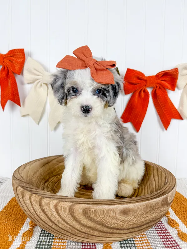 Ginny – Cavapoo puppy on hold in Star City, AR